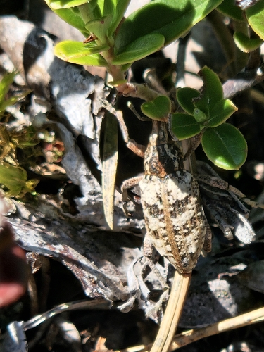 Coniocleonus turbatus