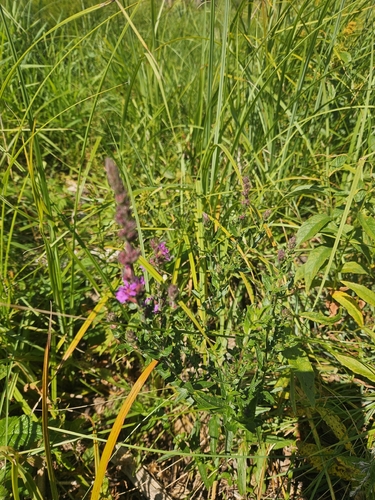 purple loosestrife