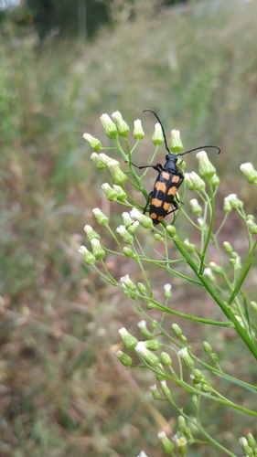 four-banded longhorn beetle