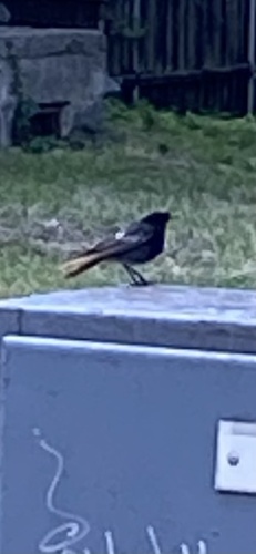 Black Redstart