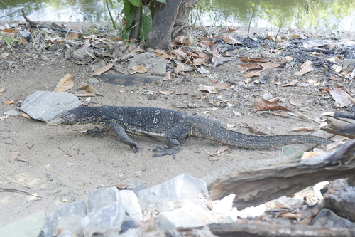 Sri Lankan Water Monitor