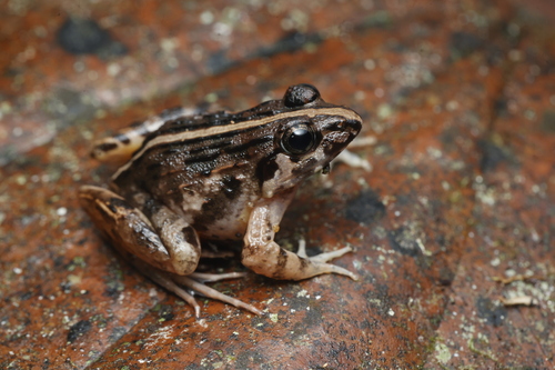Kirtisinghe's Frog