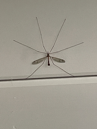 iNaturalist observation photo of Common Crane Flies