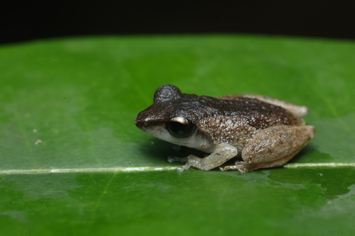 Schneider's shrub frog