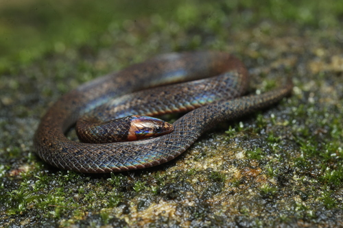 Günther's Rough-sided Snake