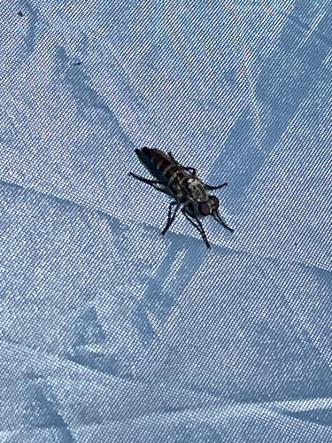 iNaturalist observation photo of Brachyrhopalinae
