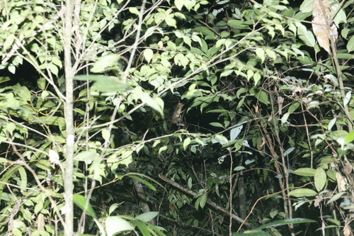Red Slender Loris