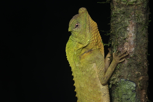 Hump Snout Lizard