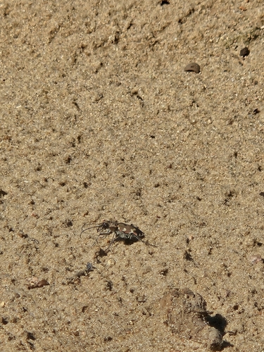 Northern Dune Tiger Beetle