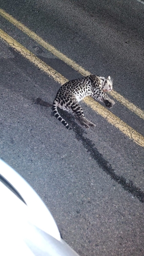 North American Ocelot