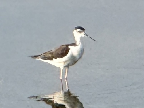 Black-necked Stilt