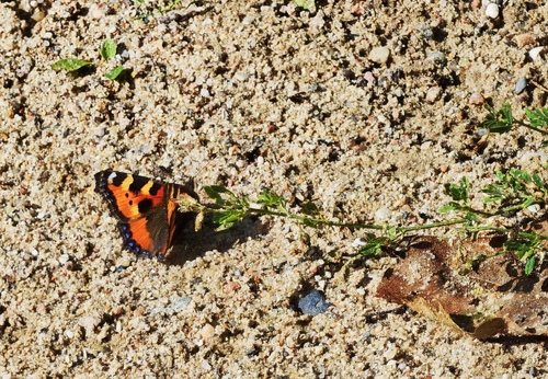 Small Tortoiseshell
