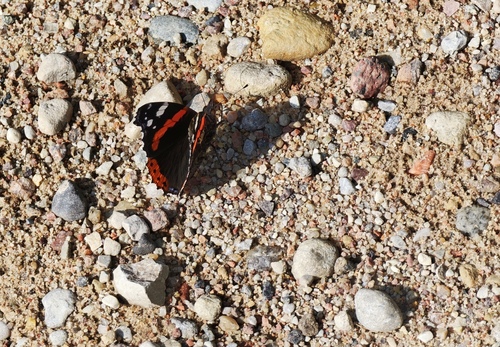 Red Admiral