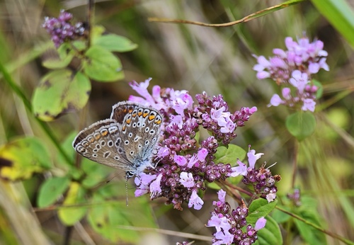 Common Blue