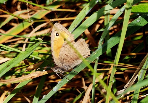Dusky Meadow Brown