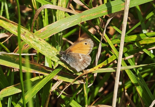 Small Heath