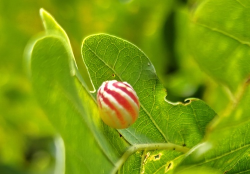 Striped Pea Gall Wasp