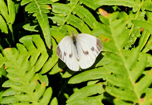 Green-veined White