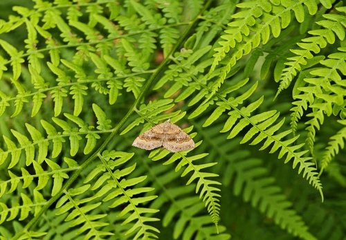 Shaded Broad-bar