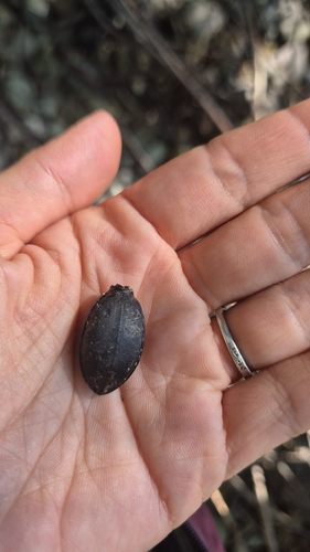 Leather Beetle