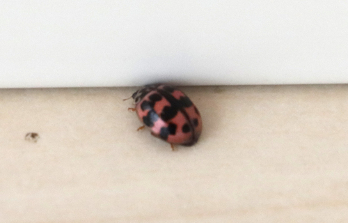 Poplar Ladybird Beetle