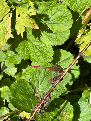 Ruddy Darter