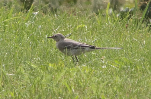 White Wagtail