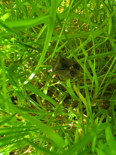 Forest Bug