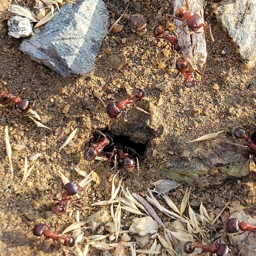 iNaturalist observation photo of Typical American Harvester Ants