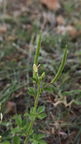 Asian Spiderflower