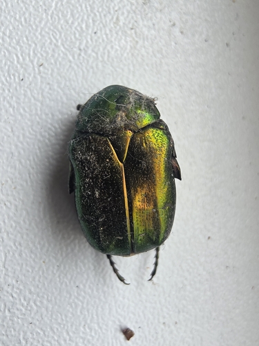 European Rose Chafer
