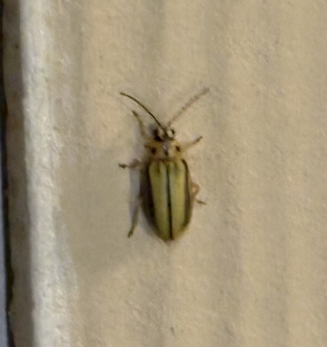 Elm Leaf Beetle