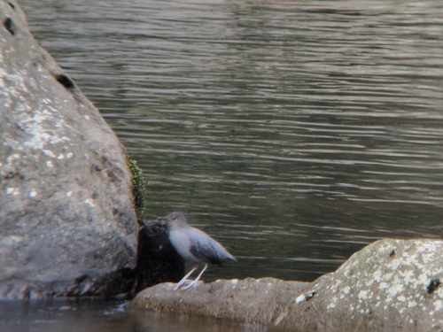 American Dipper