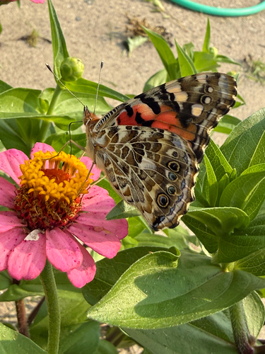 Painted Lady