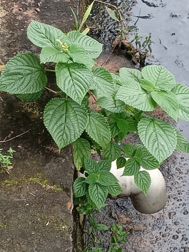 West Indian woodnettle