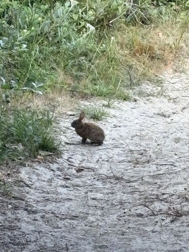 Brush Rabbit observed by paula565