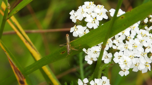 Marsh Damsel Bug