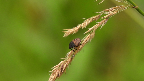 European Striped Shield Bug