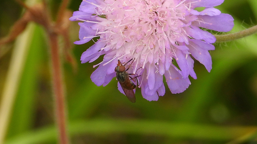 Heineken Fly