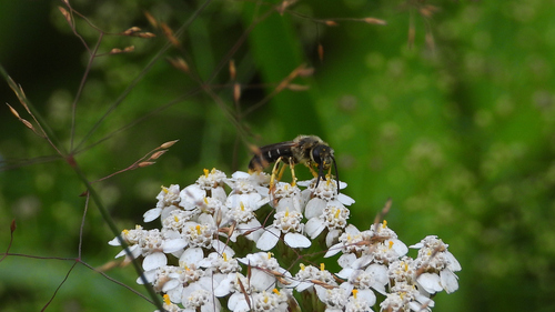 Orange-legged Furrow Bee
