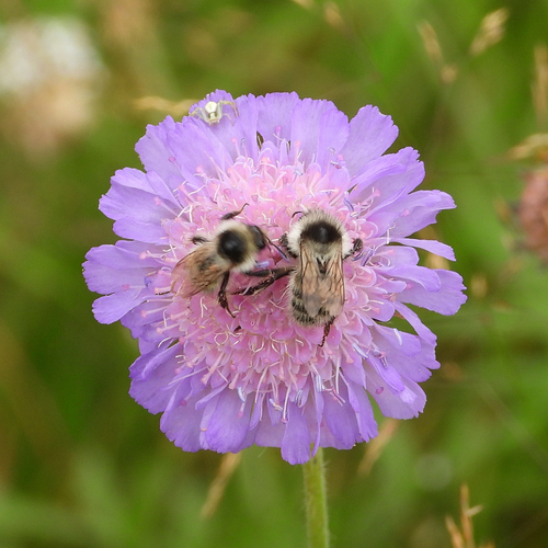 Sand-coloured Carder Bumble Bee