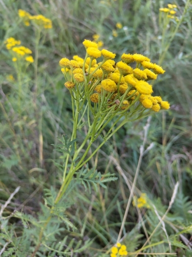 tansy