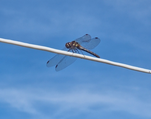 Common Darter
