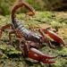 Asian Forest Scorpion - Photo (c) Chien Lee, all rights reserved, uploaded by Chien Lee