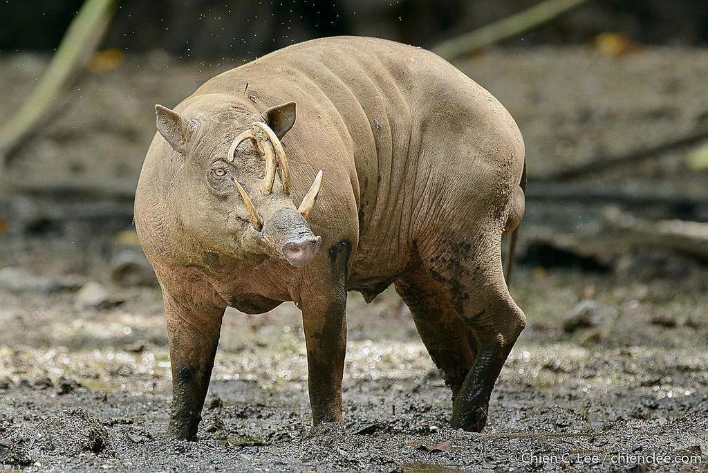 Sulawesi Babirusa In August 2013 By Chien Lee · INaturalist