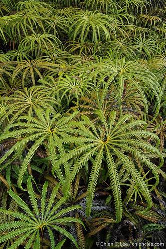 Matoniaceae