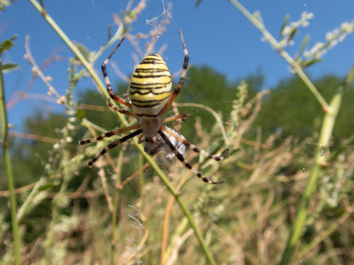 Wasp Spider