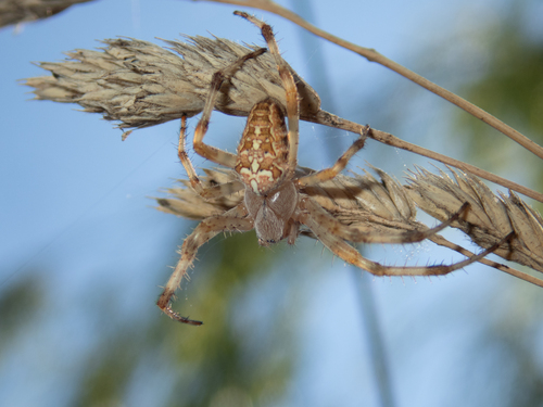 Cross Orbweaver
