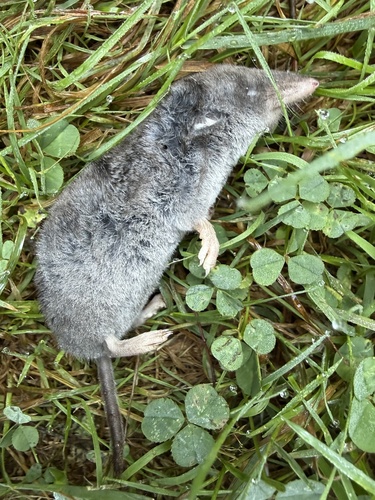 Northern Short-tailed Shrew observed by muskoka_carol