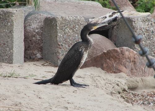 Great Cormorant